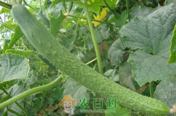 【毒黄瓜事件，毒黄瓜事件发生】
