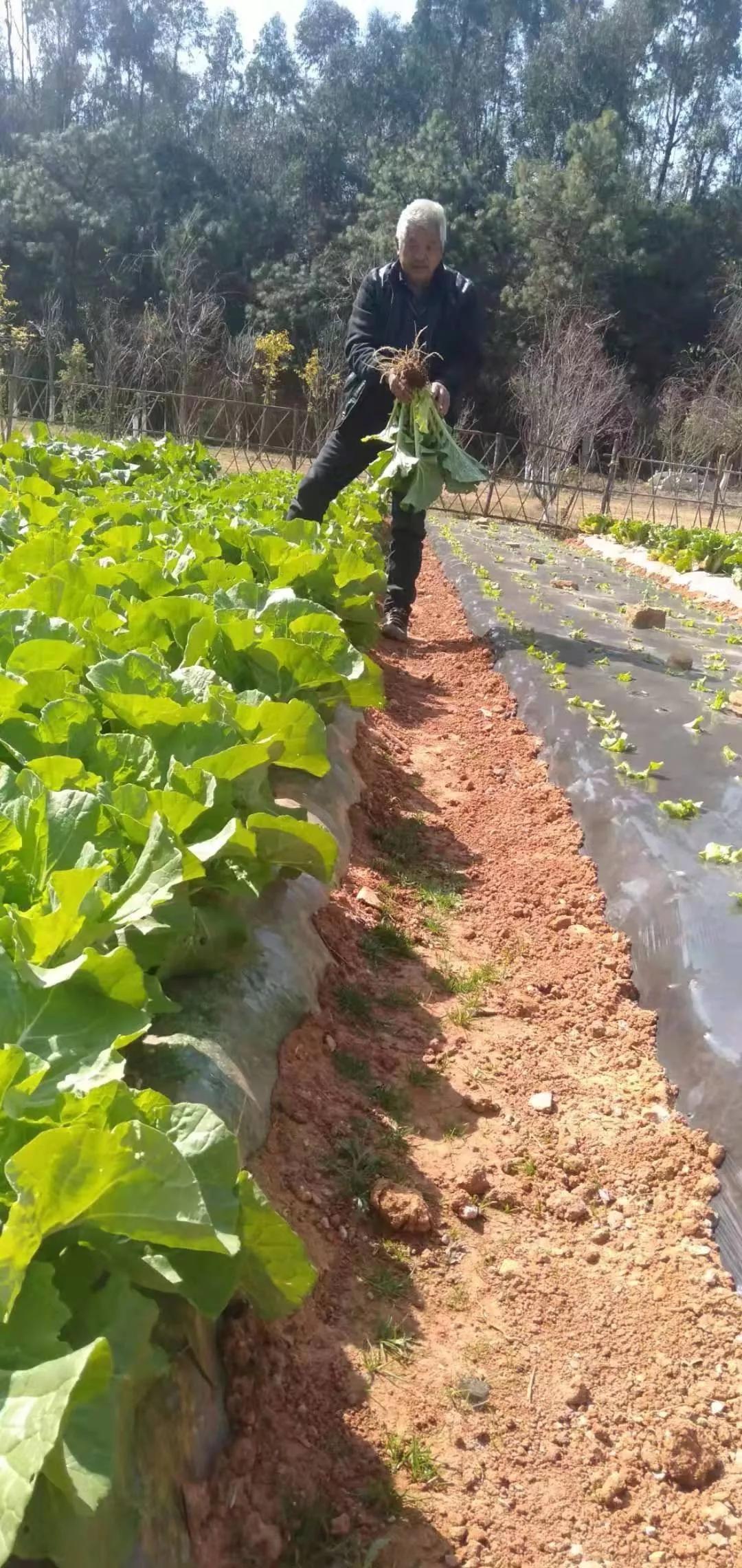 【昆明呈贡区疫情最新消息，昆明呈贡疫情情况】
