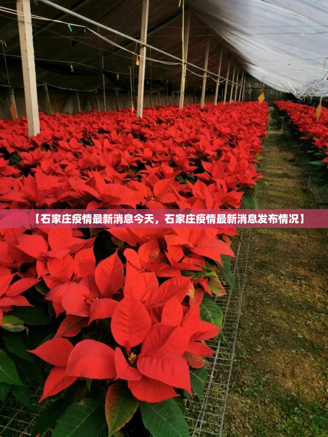 【石家庄疫情最新消息今天，石家庄疫情最新消息发布情况】