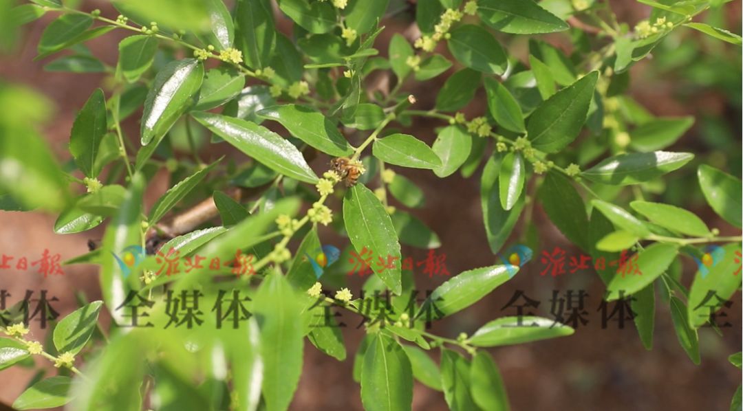 苗卫芳(苗卫芳枣花香) 苗卫芳(苗卫芳枣花香)