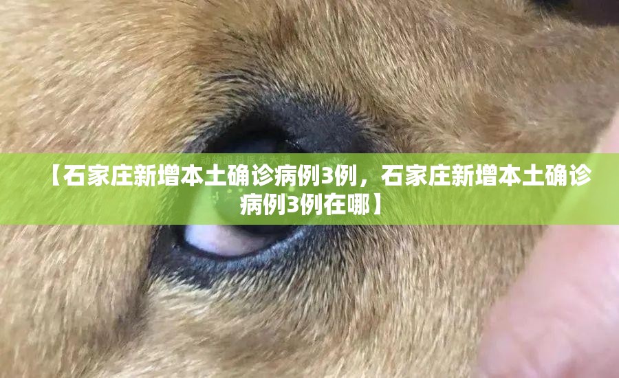 广州4地调整为中风险地区(广州4地调整为中风险地区有哪些)